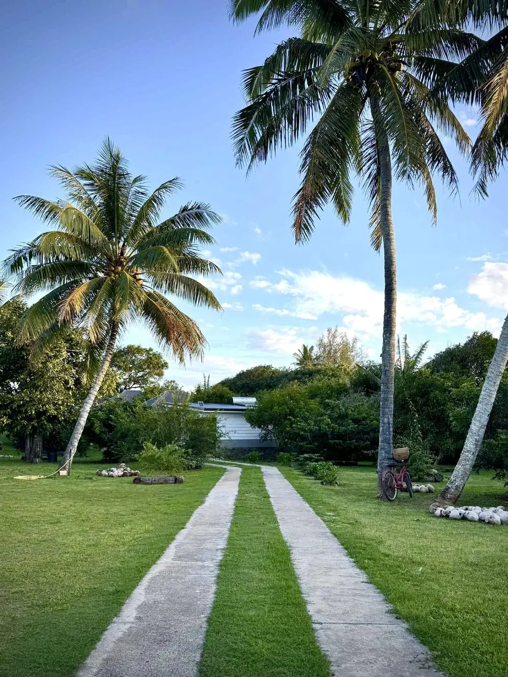 Allée bordée de cocotiers à Rimatara