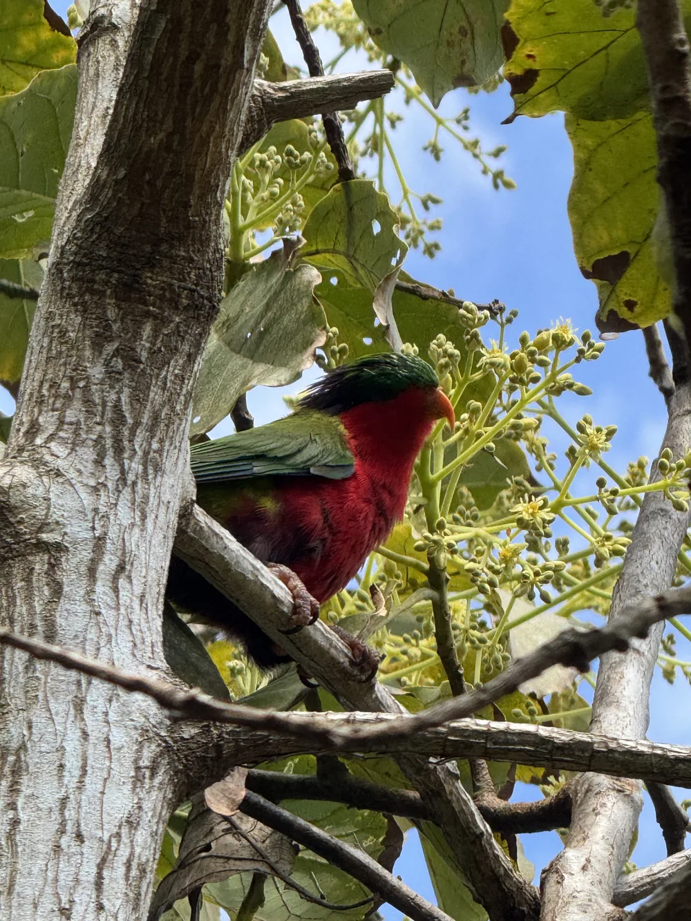Un ’ura posé dans un arbre du jardin